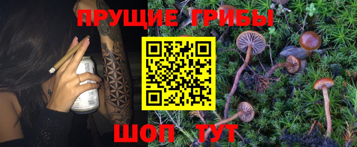 Солнечногорск  Псилоцибиновые грибы Psilocybe  Вход с VPN 